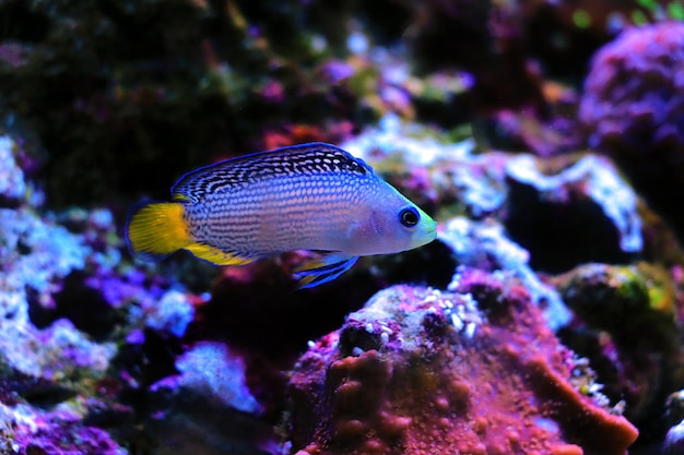 Splendid Dottyback - (Manonichthys splendens)