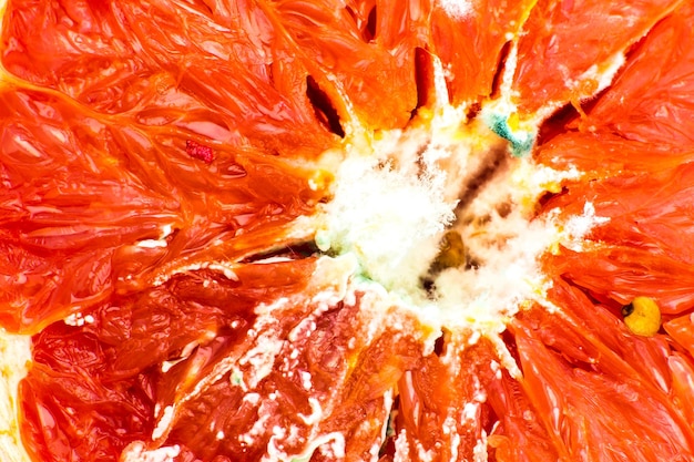 Spleśniały owoc pomarańczy Zgniły grejpfrut Złe warunki przechowywania Zbliżenie Zepsute jedzenie Choroba grzybicza