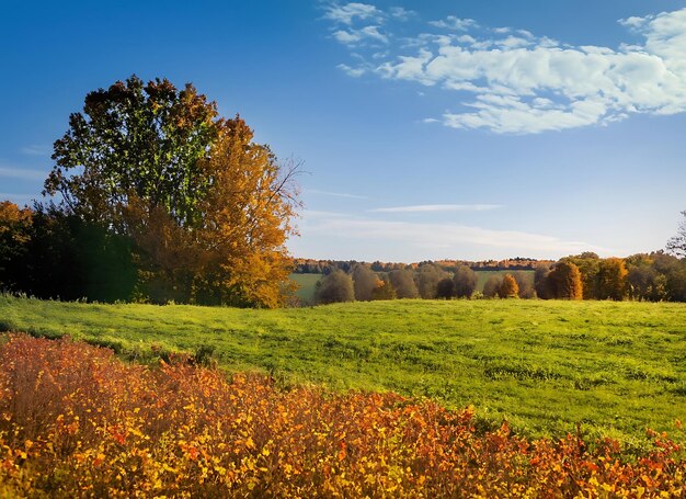 Spokojna jesienna łąka, tętniące życiem liście, jasne niebo, spokojna farma