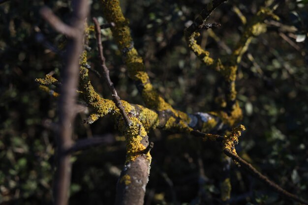 Spokojna Natura Lasy Lasy Zdjęcie Tła