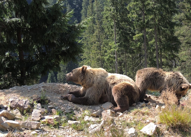 Spokojna rodzina niedźwiedzia brunatnego z niedźwiadkiem w ich naturalnym środowisku