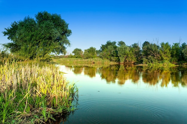 Spokojna rzeka w lesie z refleksami i drzewami po obu stronach potoku