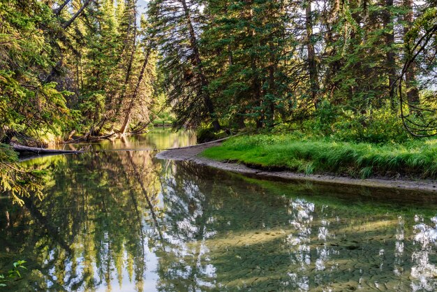 Spokojna rzeka w zielonych sosnach las światło słoneczne odbijające się w wodzie Park Narodowy Banff Kanada