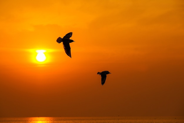 Spokojna Scena Z Seagull Lataniem Przy Zmierzchem