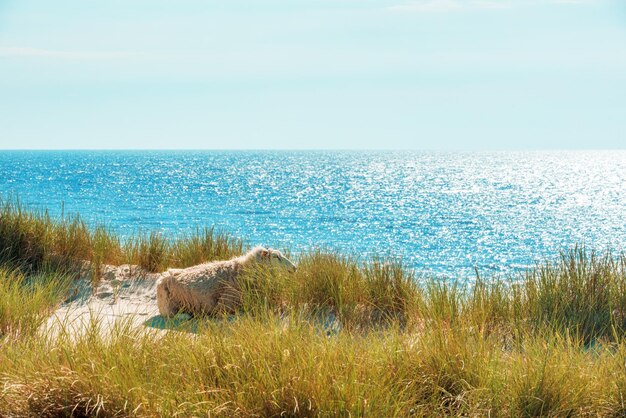 Spokojna sceneria nad morzem z wydmami trawy marram i horyzontem nad wodą rano na wyspie Sylt w Niemczech