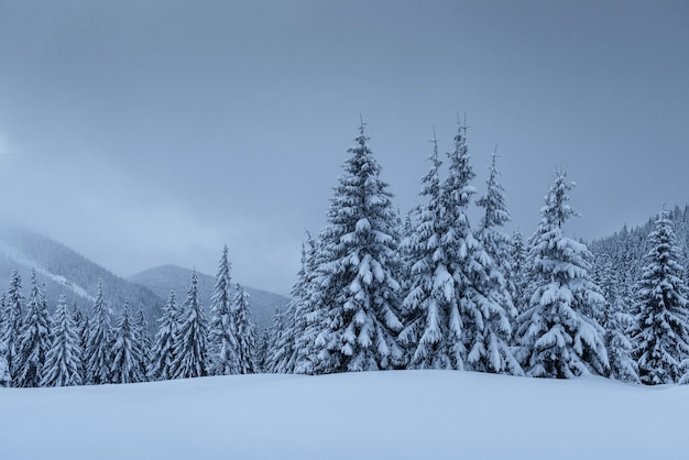 Spokojna zimowa scena. Jodły pokryte śniegiem stoją we mgle. Piękne krajobrazy na skraju lasu. Szczęśliwego Nowego Roku