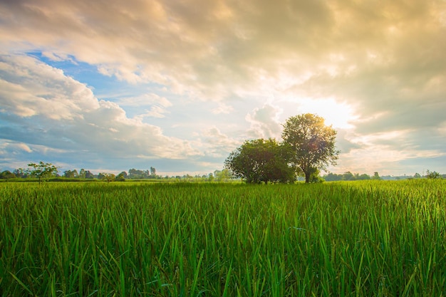 Spokojne pole ryżowe na wschodzącym niebie Wiosenne pole