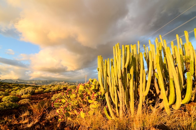 Spokojny Kaktus Pustynia Zachód Słońca