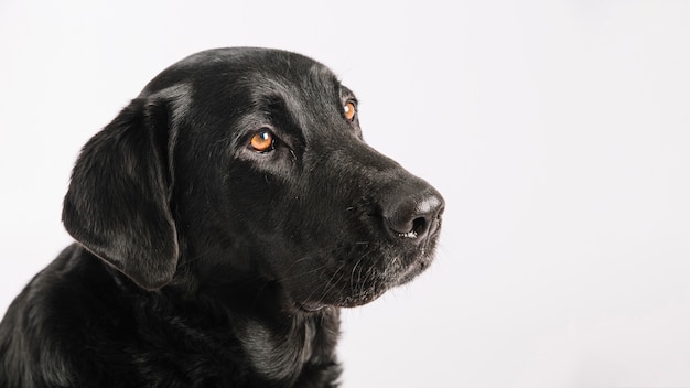 Spokojny labrador na białym tle