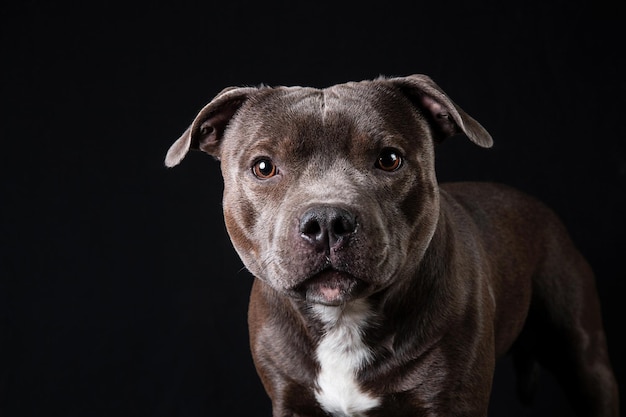 Spokojny rasowy American Staffordshire Terrier stojący w studio na czarnym tle