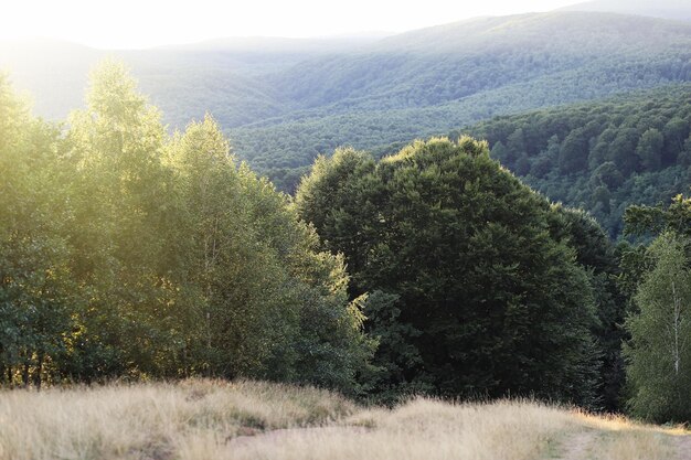 Spokojny, relaksujący widok na góry Karpaty o zachodzie słońca Letni krajobraz Koncepcja spokoju wellness naturalne miejsce Wysokiej jakości zdjęcie