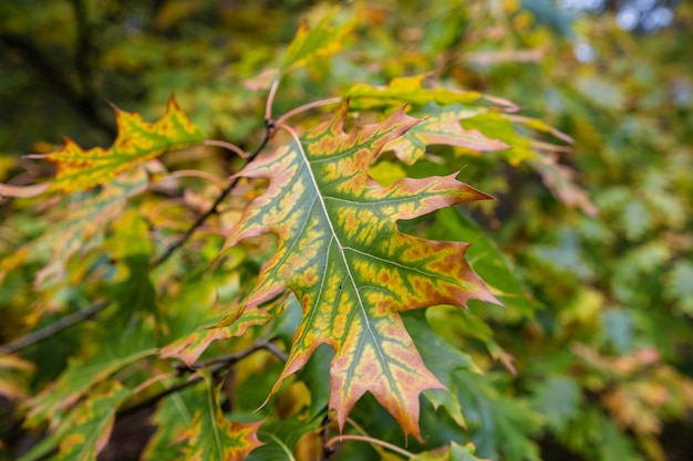 Spokojny sezon jesienny Liście klonu na tle słonecznej pięknej przyrody jesienią Poziomy transparent jesienny z liściem klonu w kolorze czerwonym, żółtym i zielonym