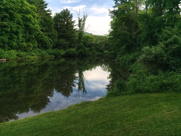Zdjęcie spokojny widok na las i rzekę
