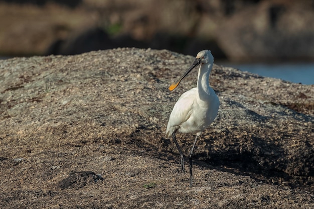 Spoonbill zwyczajny Platalea leucorodia