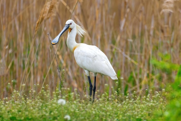 Spoonbill zwyczajny w siedlisku podmokłych użytków zielonych