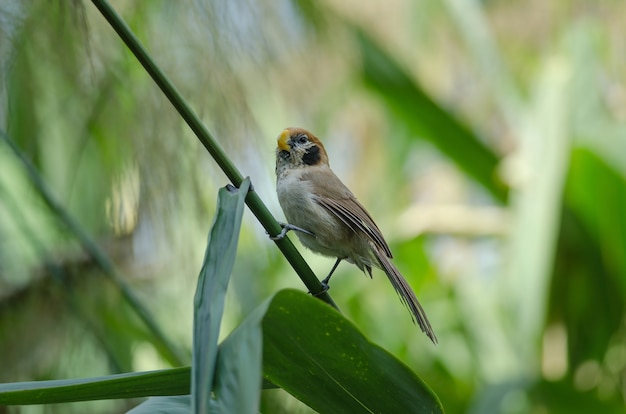 Spot-breasted Parrotbill Na Gałęzi W Przyrodzie