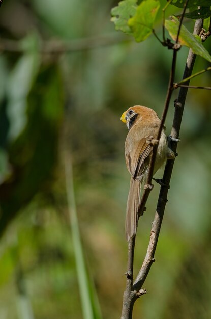 Spot-breasted Parrotbill na gałęzi w przyrodzie