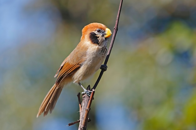 Spot Breasted Parrotbill Paradoxornis Guttaticollis Piękne Ptaki Tajlandii Perching Na Drzewie