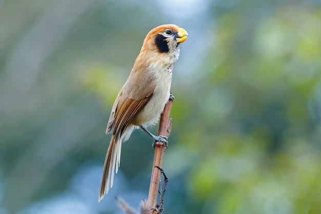 Spot-breasted Parrotbill Paradoxornis guttaticollis Piękne ptaki Tajlandii