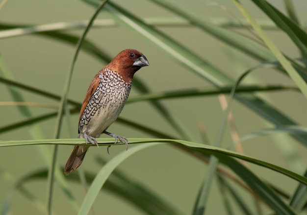 Spotted Munia Perched w krzakach