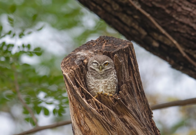 Spotted Owlet