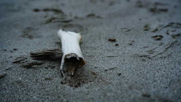 Spożywane kości zwierząt na piaszczystej plaży