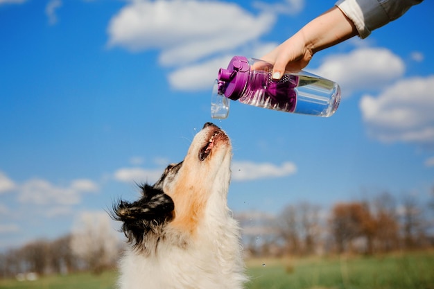 Spragniony pies pijący wodę z plastikowej butelki w rękach właściciela