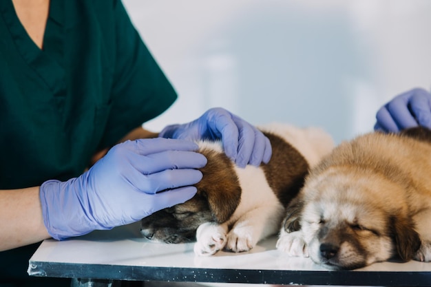 Zdjęcie sprawdzanie oddechu lekarz weterynarii w mundurze roboczym słuchający oddechu małego psa z fonendoskopem w klinice weterynaryjnej koncepcja opieki nad zwierzętami