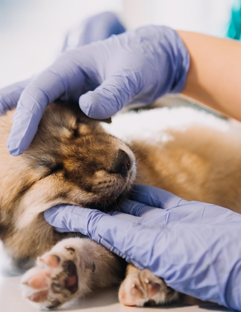 Sprawdzanie oddechu Lekarz weterynarii w mundurze roboczym słuchający oddechu małego psa z fonendoskopem w klinice weterynaryjnej Koncepcja opieki nad zwierzętami