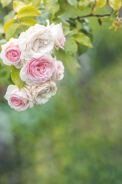 Spray ogrodowy z różowych róż z bliska Zielone liście na gałęziach i jasne, świeże kwitnące róże Koncepcja naturalnego kwiatu botanicznego