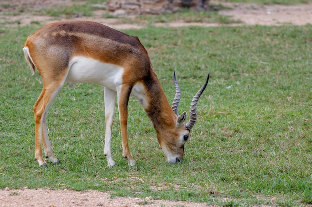 Springbok Eatting Trawy W Ogrodzie W Tajlandii