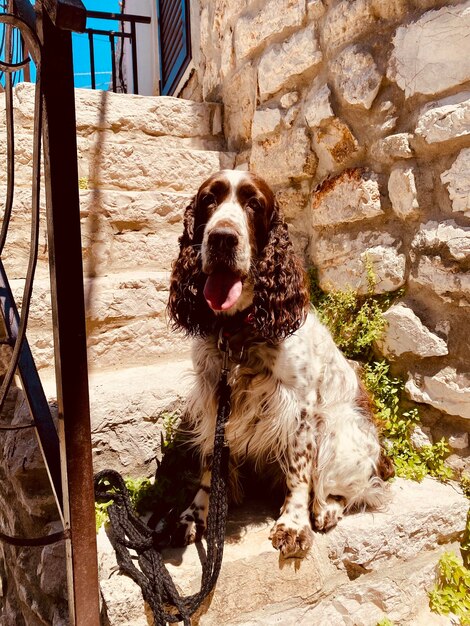 Zdjęcie springer spaniel angielski