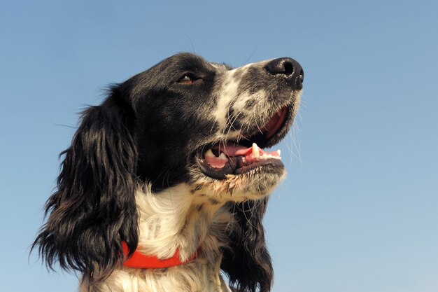 Springer Spaniel