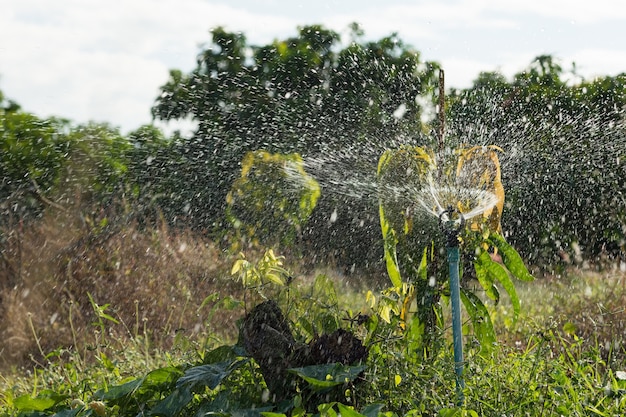 Springer Watering Tree