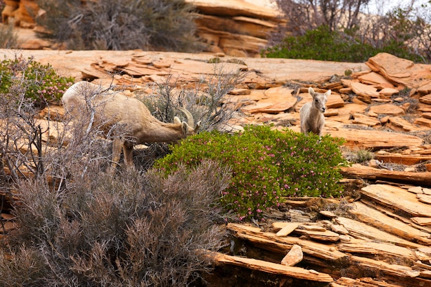 Springtime Zion Bighorn Sheep And Lamb