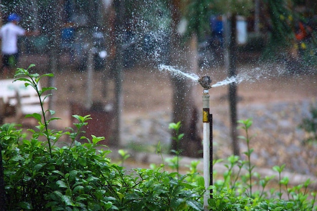 Sprinkler Rozpylający Wodę W Parku