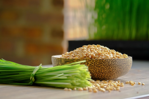 Sprout Wheat, Wheat grass to juicing and healthy life