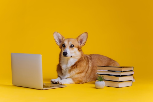 Sprytny, uroczy Welsh Corgi Pembroke z laptopem i stosem książek studiuje na żółtym tle studia Najpopularniejsza rasa psów