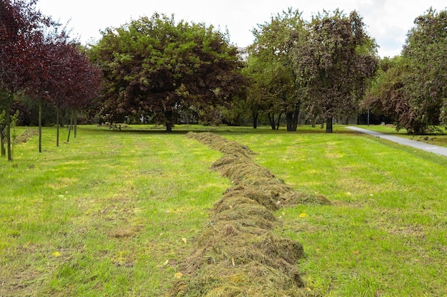 Sprzątanie i koszenie trawy w parkach miejskich
