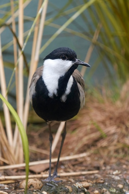 Spurwinged czajka Vanellus spinosus