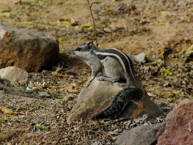 Zdjęcie sqirrel