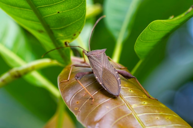 Squash Bug w hełmie na zielonym liściu