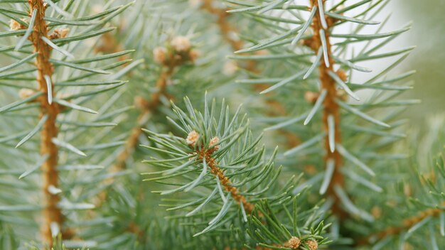 Srebrno-niebieski świerk gałąź świerka niebieskiego lub picea pungens z niebiesko-zielonymi igłami rack focus