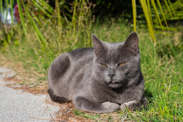 Srebrnoszary kot r. Na słońcu między drogą a trawą