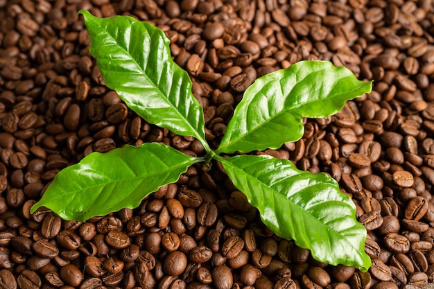 Średnie brązowe ziarno kawy pieczone ze świeżymi zielonymi liśćmi