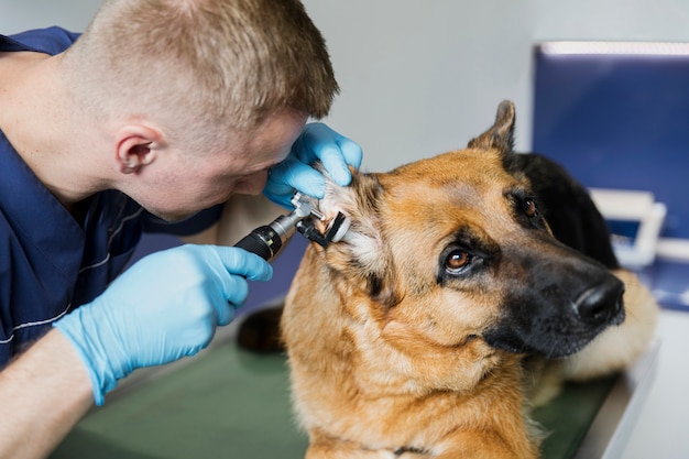 Zdjęcie Średnio strzał lekarz sprawdzający ucho psa