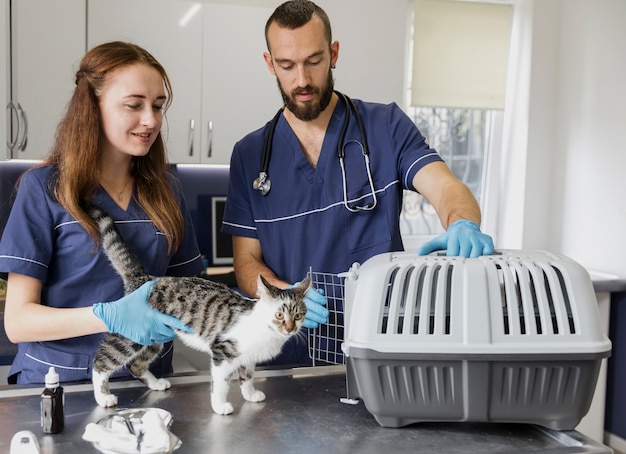 Zdjęcie Średnio zastrzeleni lekarze umieszczają kota w klatce