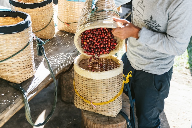 Średniorolny dolewanie wybierający dojrzałe Czerwone Arabica Kawowe jagody w innym koszu w Akha wiosce Maejantai na wzgórzu w Chiang Mai, Tajlandia.