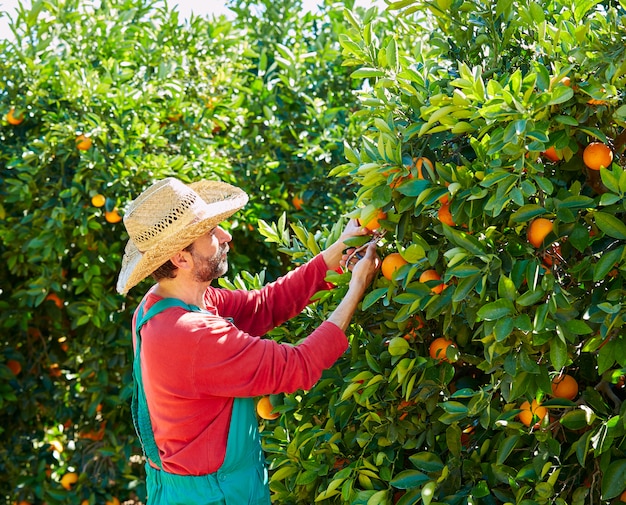 Średniorolny mężczyzna zbiera pomarańcze w pomarańczowym drzewie