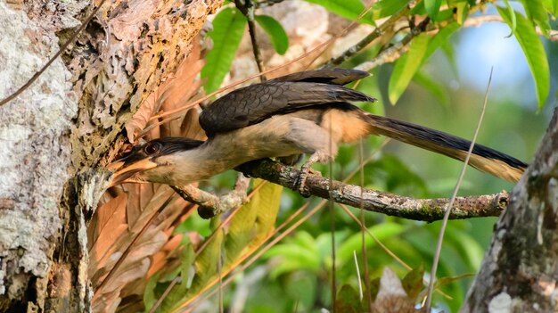 Sri Lanka szary hornbill szuka pokarmu w dziurze drzewa